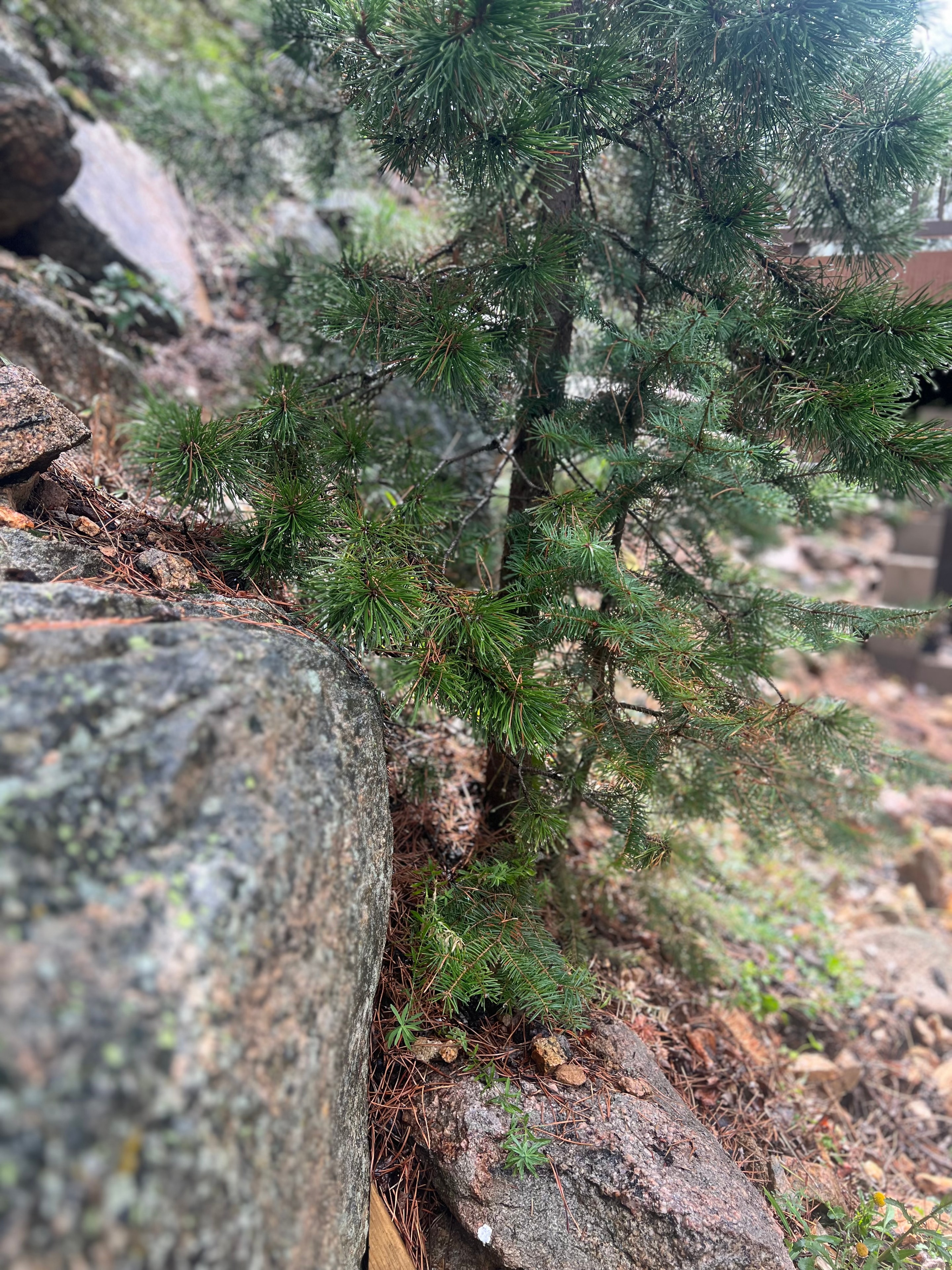 Pine needles and forest floor detail on the property