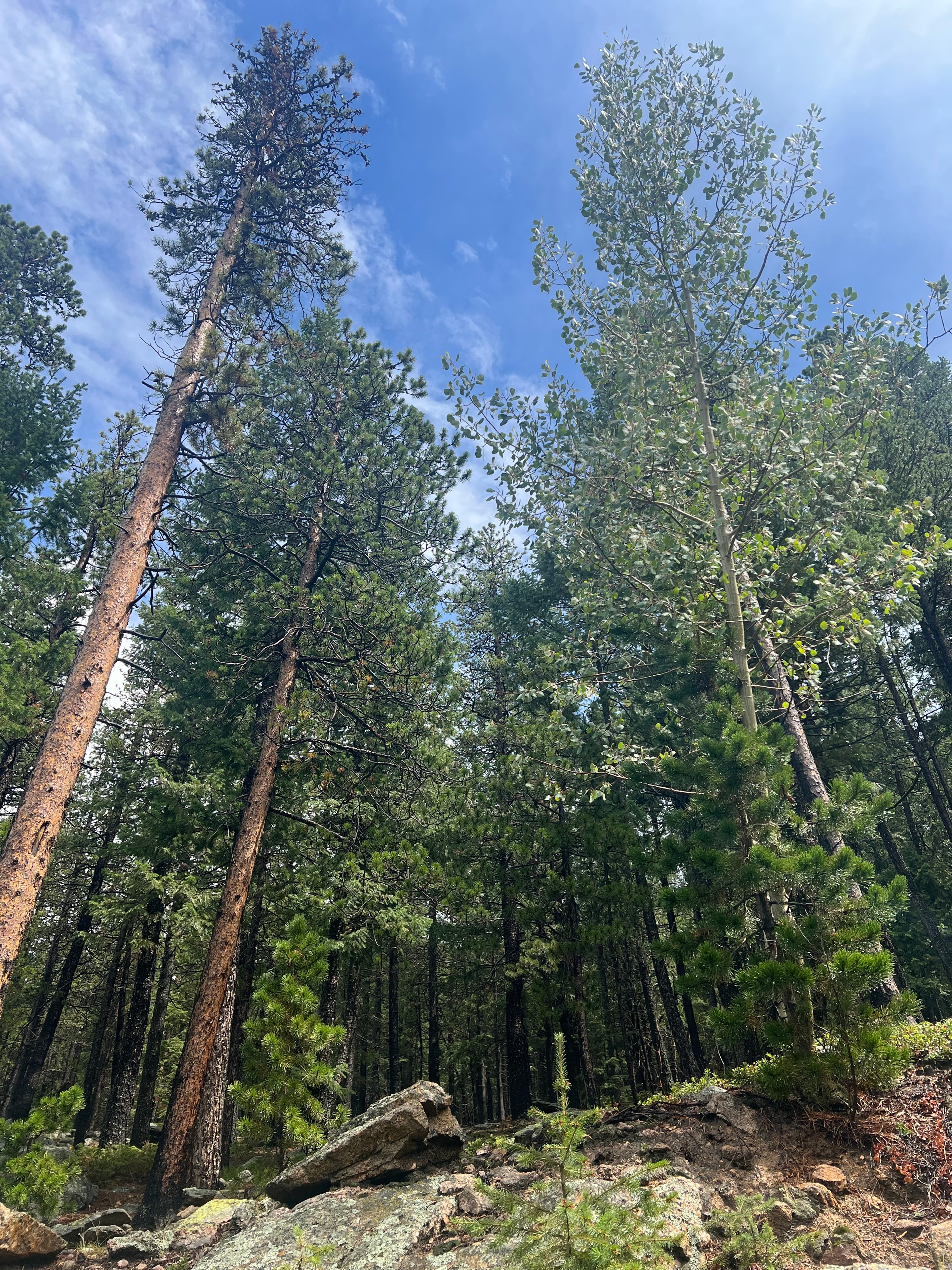 Forest trail through pines on the property