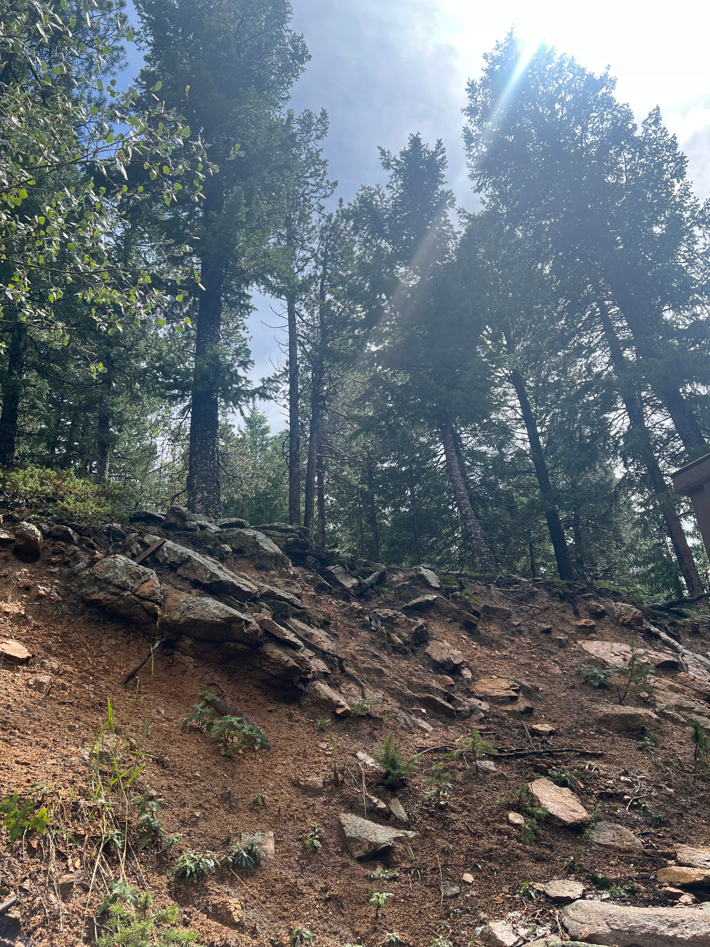 Rocky forest trail with tall pines and dramatic sunrays