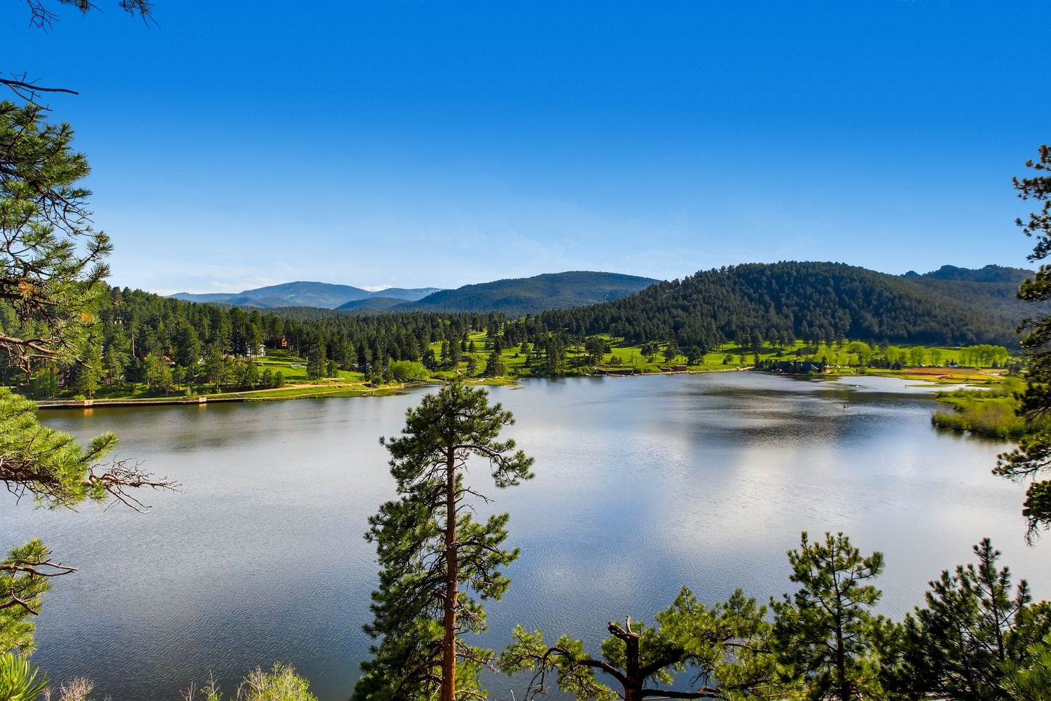 Mountain subdivision with pine forest